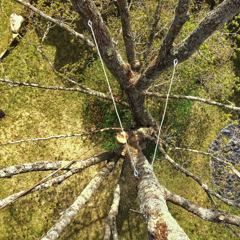 tree-bracing-system; tree bracing systems