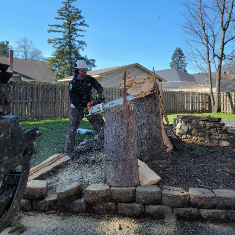 tree-base-removal; tree removal